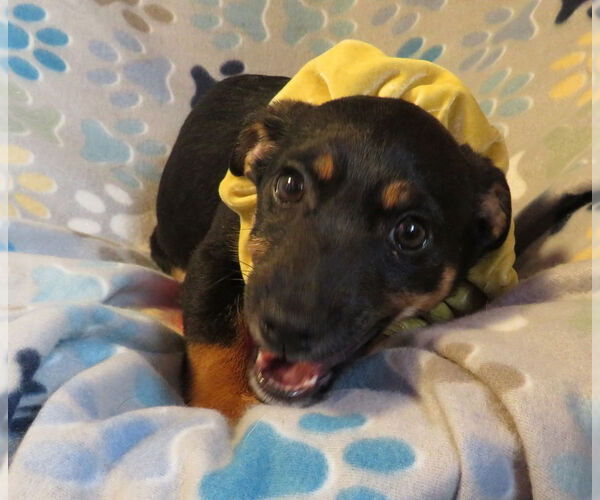 Medium Photo #4 Jack Chi Puppy For Sale in Grovertown, IN, USA