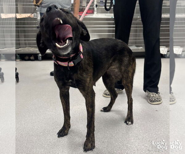 Medium Photo #3 Labrador Retriever-Unknown Mix Puppy For Sale in Washington, DC, USA
