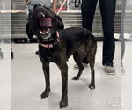 Small #2 Labrador Retriever Mix