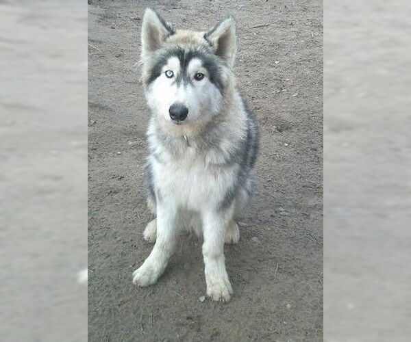 Medium Photo #1 Alaskan Malamute-Samoyed Mix Puppy For Sale in Pacific grove , CA, USA