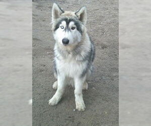 Medium Alaskan Malamute-Samoyed Mix