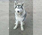 Small Alaskan Malamute-Samoyed Mix