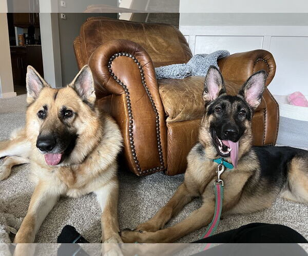 Medium Photo #4 German Shepherd Dog Puppy For Sale in La Grange , NC, USA