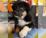 Small Photo #5 Australian Shepherd Puppy For Sale in MERCER, WI, USA
