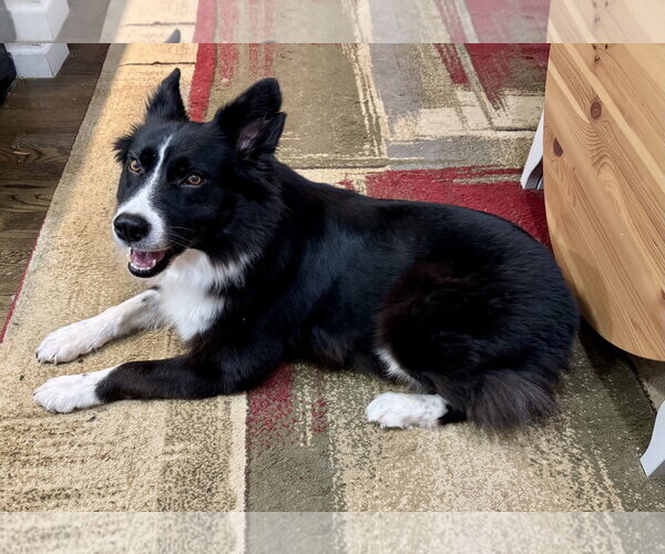 Medium Photo #3 Border Collie-Unknown Mix Puppy For Sale in Milwaukie, OR, USA