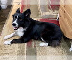 Small #2 Border Collie Mix