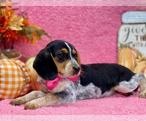 Poogle Puppy for sale in LANCASTER, PA, USA