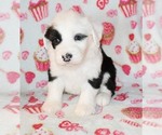 Small Photo #5 Sheepadoodle Puppy For Sale in ASPERMONT, TX, USA