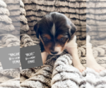 Small Photo #1 Australian Shepherd Puppy For Sale in VESTA, MN, USA