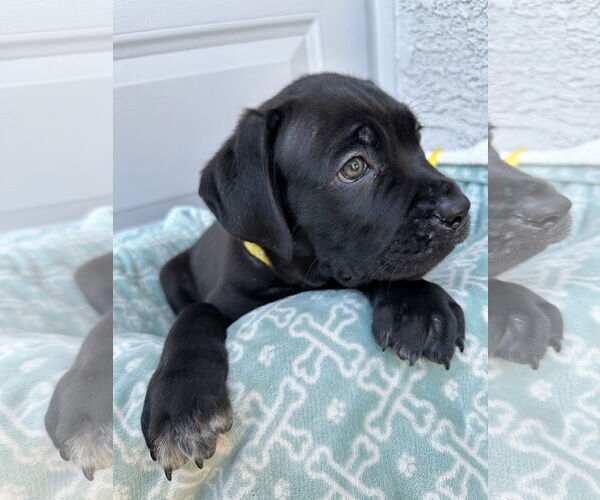 Medium Photo #3 Mutt Puppy For Sale in Goodyear, AZ, USA