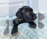 Small #2 Mutt
