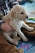 Small Photo #3 Goldendoodle Puppy For Sale in HUDSONVILLE, MI, USA