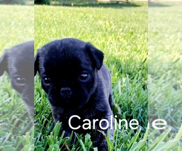 Medium Photo #2 Pug Puppy For Sale in AFTON, WY, USA