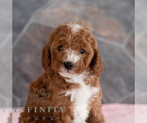 Poodle (Miniature) Puppy for Sale in MILL HALL, Pennsylvania USA