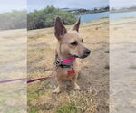 Small #2 Chihuahua Mix