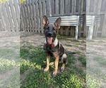 Small #30 German Shepherd Dog