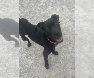 Chalupa - Female Labrador Retriever-Unknown Mix Dog for Adoption - Photo #3