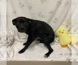 Chihuahua-Unknown Mix Dogs for adoption in Modesto, CA, USA