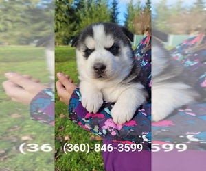 Siberian Husky Puppy for sale in KELSO, WA, USA