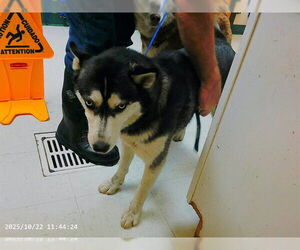 Siberian Husky-Unknown Mix Dogs for adoption in Oroville, CA, USA