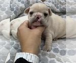 Small Photo #10 French Bulldog Puppy For Sale in LEAWOOD, KS, USA