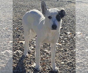 Borador Dogs for adoption in Salt Lake City, UT, USA