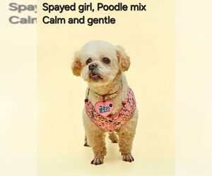 Poodle (Miniature) Dogs for adoption in Agoura Hills, CA, USA