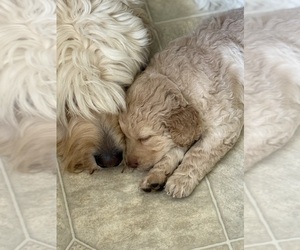 Goldendoodle Puppy for Sale in WHITMORE, California USA