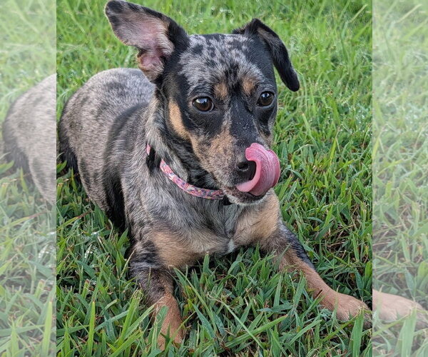 Medium Photo #3 Chiweenie Puppy For Sale in Shelbyville, TN, USA