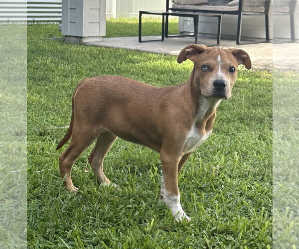 Medium Photo #3 Catahoula Leopard Dog-Unknown Mix Puppy For Sale in Royal Palm Beach, FL, USA