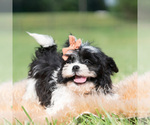 Small #1 Shih Tzu