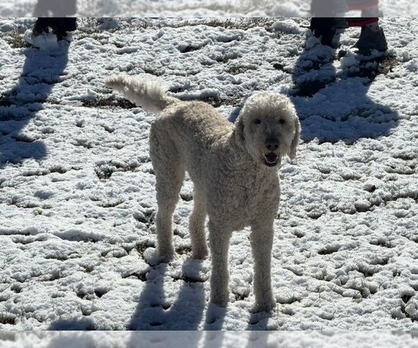 Medium Photo #1 Goldendoodle mix (+ Poodle Standard) Puppy For Sale in NEWVILLE, AL, USA