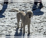 Small Photo #1 Goldendoodle mix (+ Poodle Standard) Puppy For Sale in NEWVILLE, AL, USA