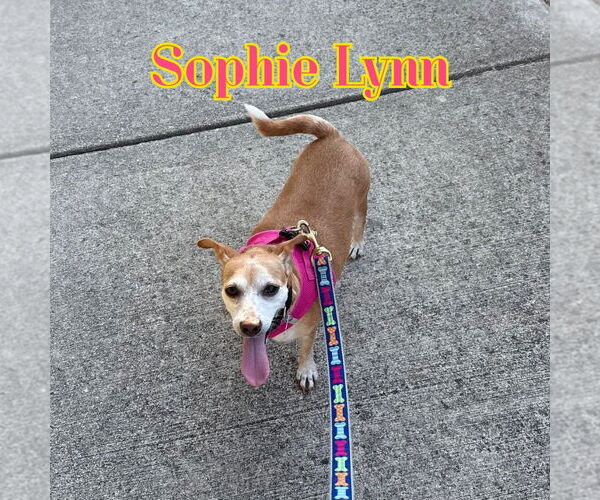 Medium Photo #9 Chiweenie Puppy For Sale in San Antonio, TX, USA