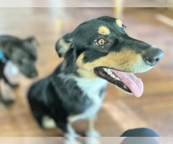 Medium Photo #2 Border Collie-Unknown Mix Puppy For Sale in Boston, MA, USA