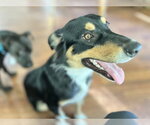 Small Photo #2 Border Collie-Unknown Mix Puppy For Sale in Boston, MA, USA