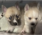 Small #31 Pomsky