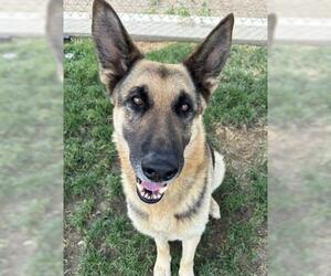 German Shepherd Dog-Unknown Mix Dogs for adoption in Bakersfield, CA, USA