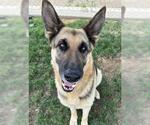 Small German Shepherd Dog Mix