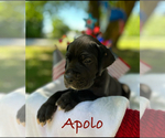 Puppy Apollo Great Dane