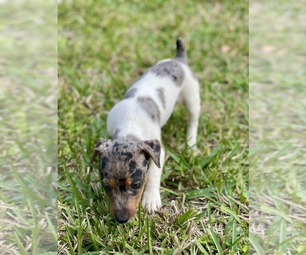 Medium Photo #31 Jack Russell Terrier Puppy For Sale in FORT PIERCE, FL, USA