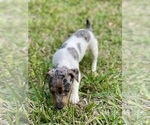Small #30 Jack Russell Terrier