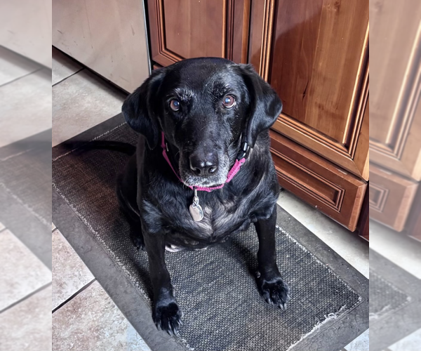 Medium Photo #1 Labrador Retriever-Unknown Mix Puppy For Sale in Brewster, NY, USA