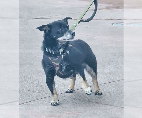Medium Photo #8 Dachshund-Unknown Mix Puppy For Sale in Chino Hills, CA, USA