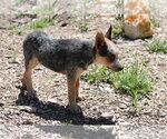 Small #1 Mutt