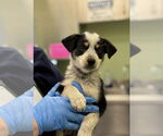 Small #3 Mutt