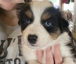 Puppy Puppy 1 Australian Shepherd