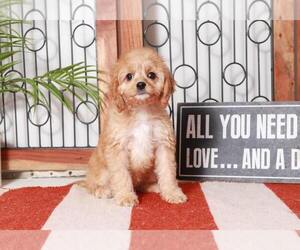 Cavapoo Puppy for sale in NAPLES, FL, USA