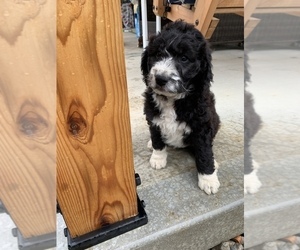 Aussiedoodle Puppy for Sale in CRAWFORDSVILLE, Indiana USA