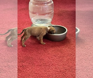 Boxer-Olde English Bulldogge Mix Puppy for sale in HAGERSTOWN, MD, USA